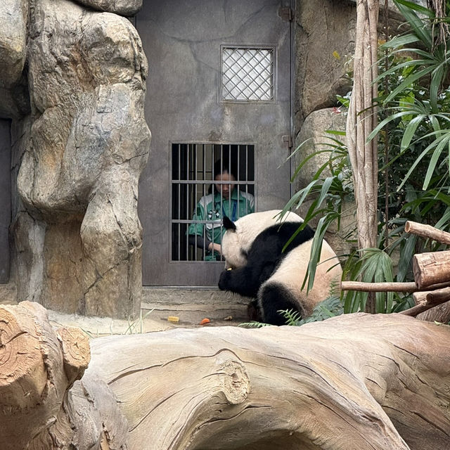 香港海洋公園：熊貓經濟 🐼🤣