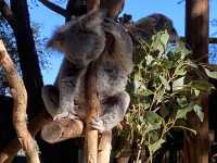 Featherdale Sydney Wildlife Park