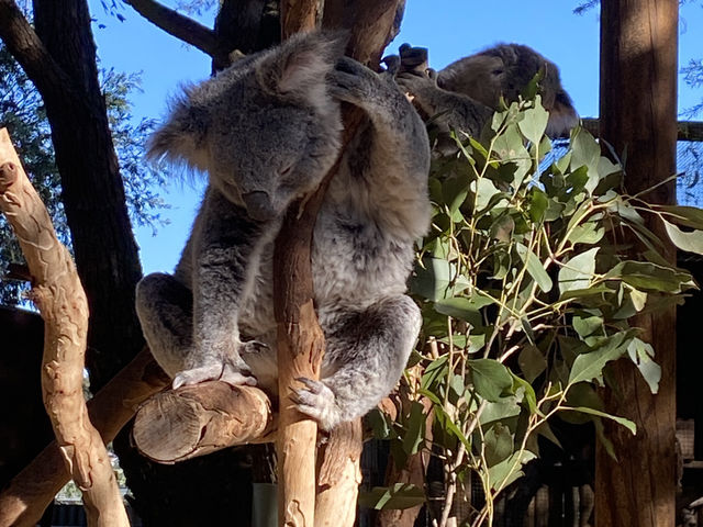 Featherdale Sydney Wildlife Park