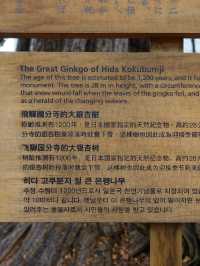 🌿 Review: Hida Kokubun-ji – A Serene Morning at a Historic Temple