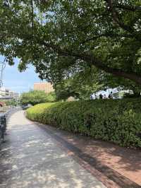 みなとみらいの癒しスポット🌳公園の中のビューポイントでのんびりしよう✨