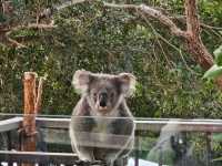 Adorable Koala Encounters in Sydney & Melbourne! 
