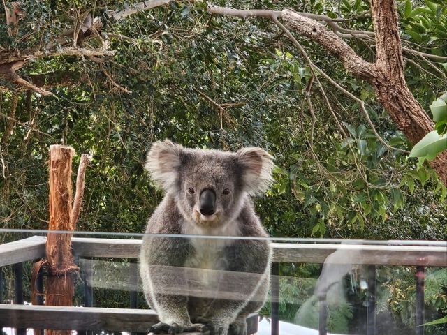 Adorable Koala Encounters in Sydney & Melbourne! 