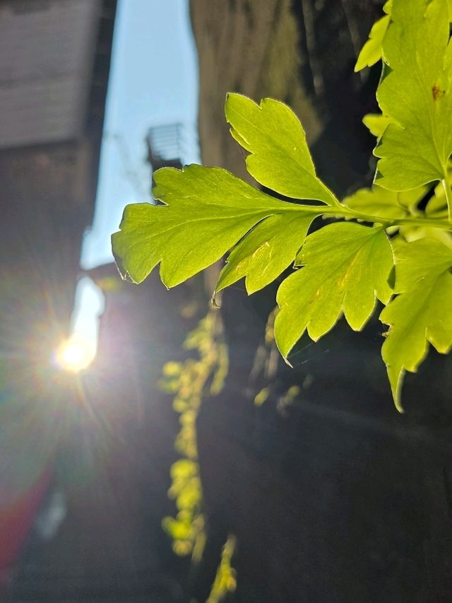 What's Furong Town like before night fall?