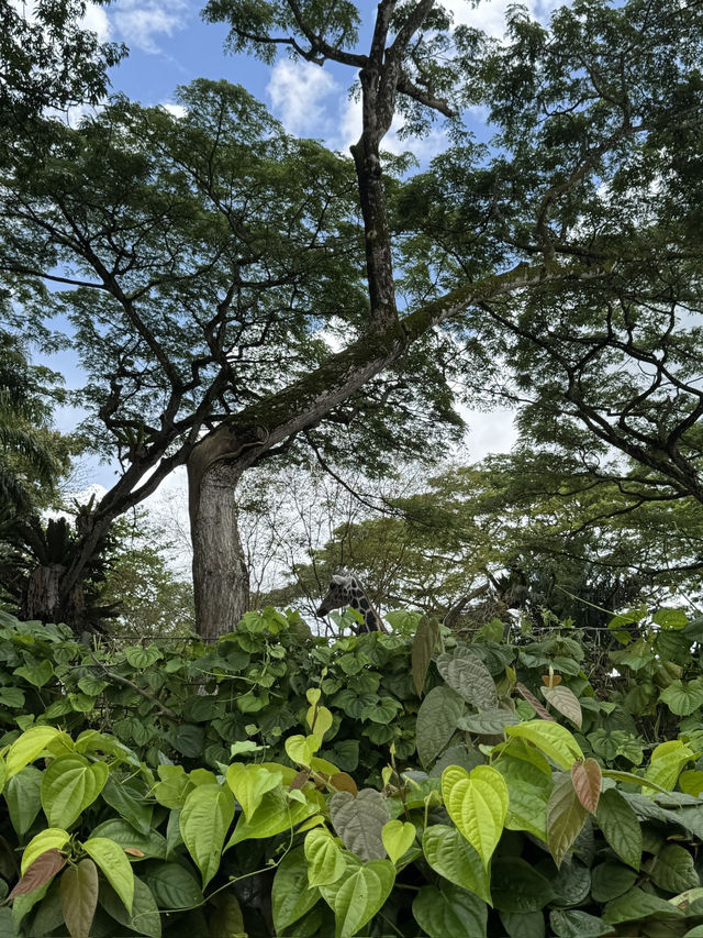 Finding things to do in Singapore? or where to go? 