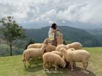 🌿 Akha Farm ดอยช้าง – ฟาร์มแกะสุดอบอุ่น 🐑