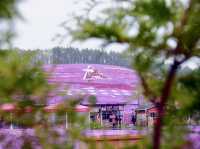 🌸 A Sea of Pink – Higashimokoto Shibazakura Park in Full Bloom