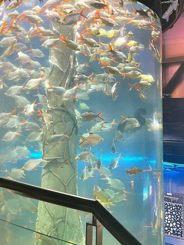 A Dive into the Deep at Aquaria KLCC