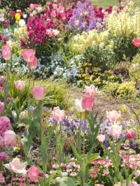 Shanghai Hidden Gem | Peaceful Tulip Heaven in Zhongshan Park 🌷☀️