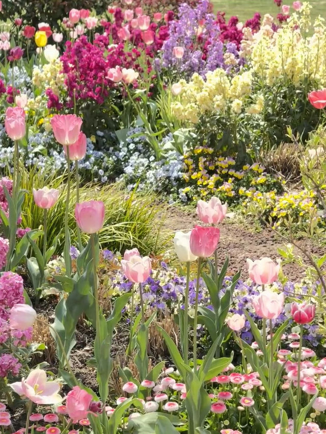 Shanghai Hidden Gem | Peaceful Tulip Heaven in Zhongshan Park 🌷☀️