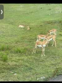 🦁秋吉台サファリランド｜動物たちと超接近！ドキドキのサファリ体験