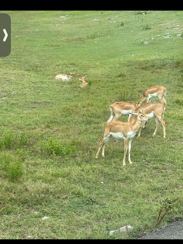 🦁秋吉台サファリランド｜動物たちと超接近！ドキドキのサファリ体験