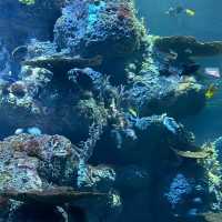  🌊 SEA Aquarium Singapore – Dive Into the Deep Blue 🐠🐟