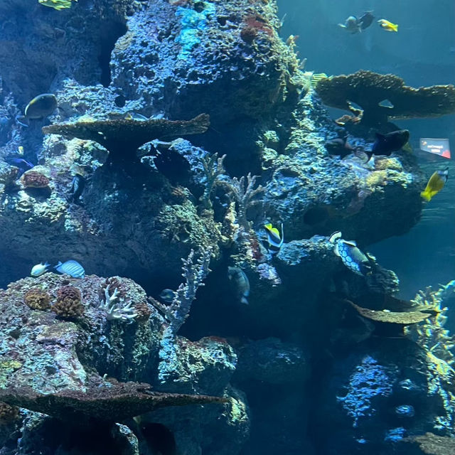  🌊 SEA Aquarium Singapore – Dive Into the Deep Blue 🐠🐟