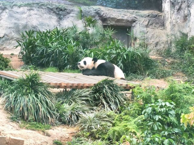 澳門|澳門大熊貓館 澳門|澳門大熊貓館