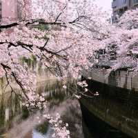 文京・関口 神田川沿いの桜を狙う — 撮影ポイント＆ランチガイド