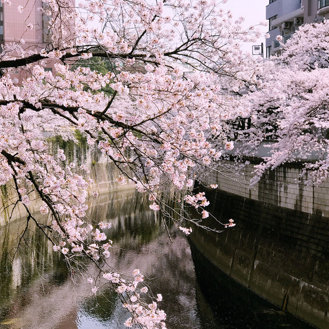文京・関口 神田川沿いの桜を狙う — 撮影ポイント＆ランチガイド