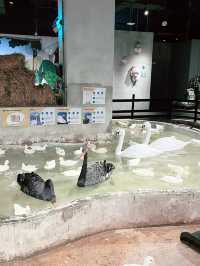 Just Farm Damansara: A Must-Visit Animal Wonderland for Kids!