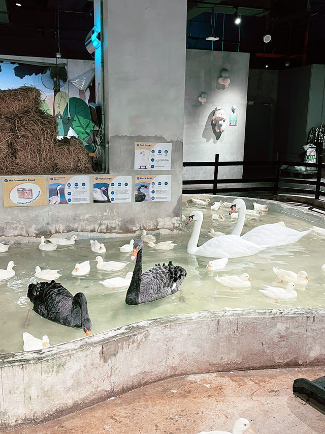 Just Farm Damansara: A Must-Visit Animal Wonderland for Kids! Just Farm Damansara: A Must-Visit Animal Wonderland for Kids!