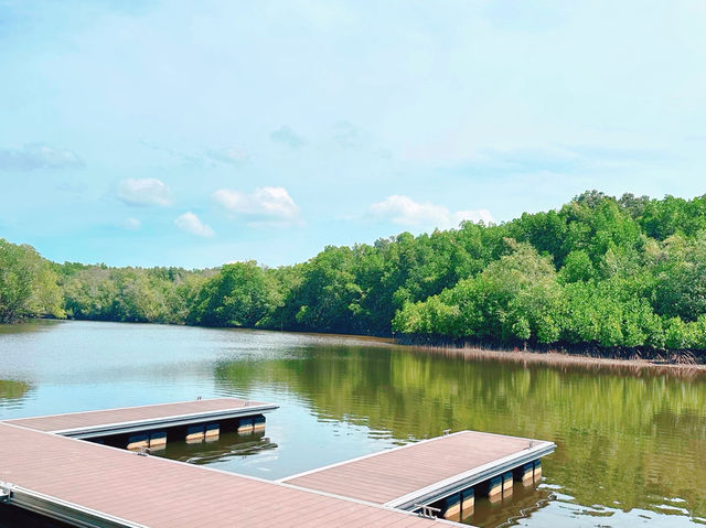 Cherating Mangrove Park – Nature’s Hidden Classroom