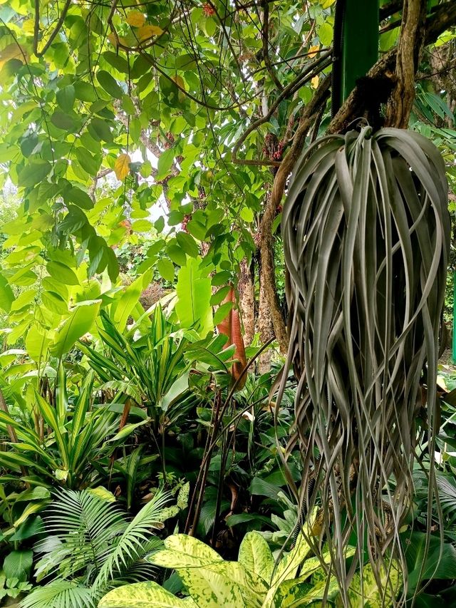 the Secret Garden, Upper Roof @ One Utama, Petaling jaya