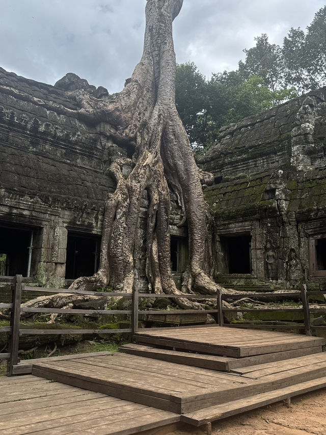 Giant roots and a magical place - Ta Prohm Temple