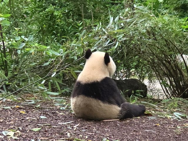 แพนด้า 🐼....เฉิงตู