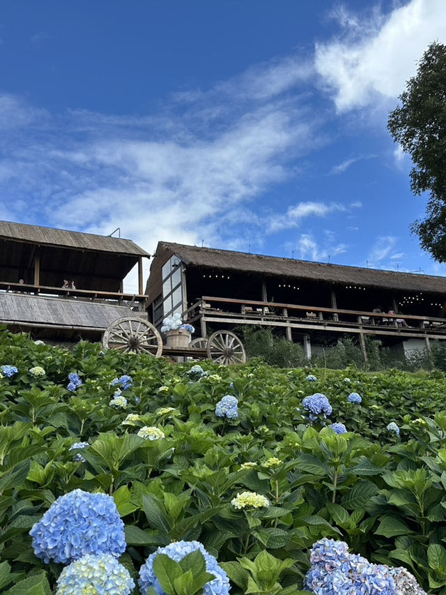 🌸 Hydrangea-San – A Blooming Paradise in Doi Chang
