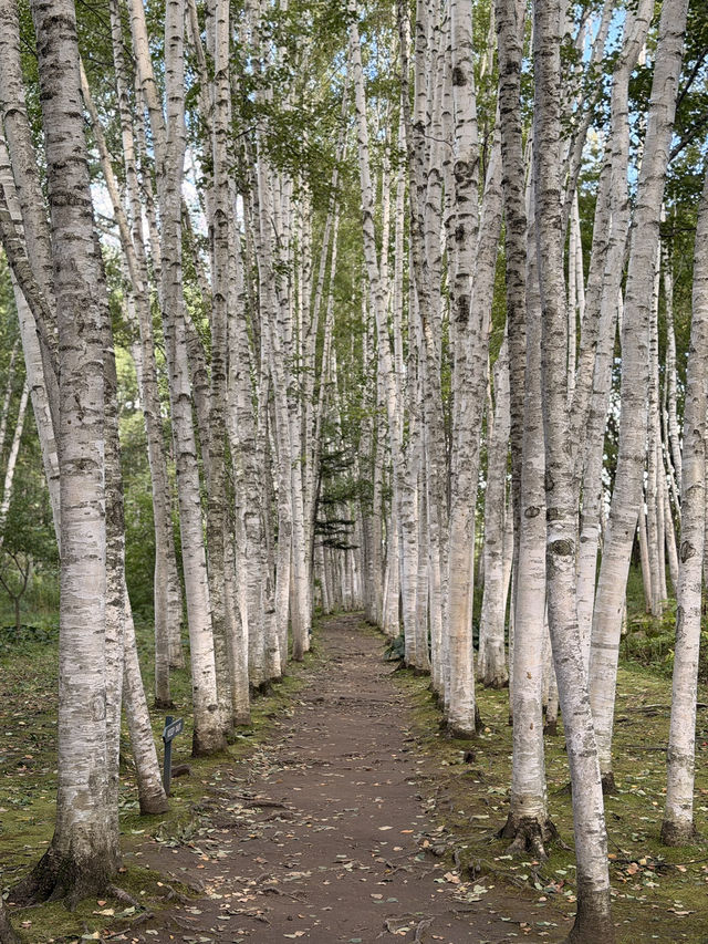 【北海道】美瑛で出会う白と緑の幻想回廊🌳✨
