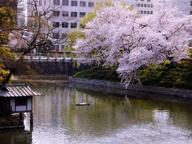 Sky Fortress of Shikoku: My Solo Visit to Matsuyama Castle
