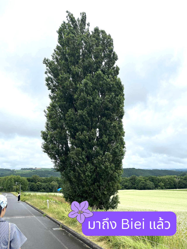 🪻วางแผน one day trip Asahikawa-biei-furano🪻