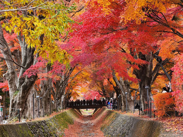 楓葉限定！俯瞰山河靚景  