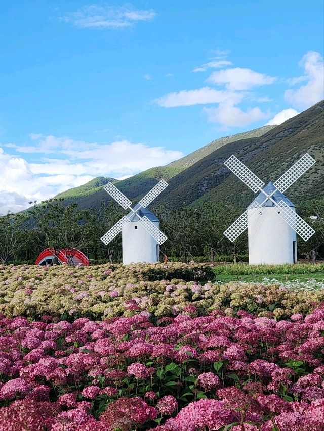 Lijiang Blooms🌷 Lijiang Blooms🌷