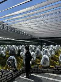 TeamLab planets TOKYO ✨