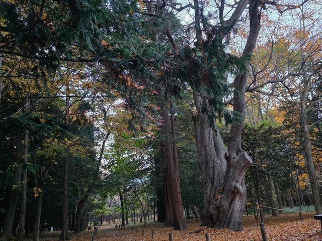 圓山公園秋日散步 北海道神宮