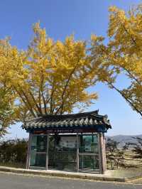 경주 은행나무 포토존 유적지