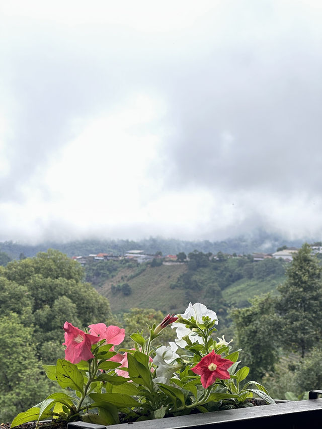 เที่ยวดอยแม่สองเชียงรายกันคะ