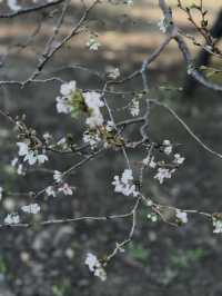 Tokyo’s Ueno Park: Autumn Feels & Family Vibes 🍁✨