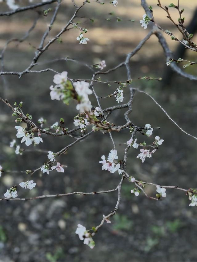 Tokyo’s Ueno Park: Autumn Feels & Family Vibes 🍁✨ Tokyo’s Ueno Park: Autumn Feels & Family Vibes 🍁✨
