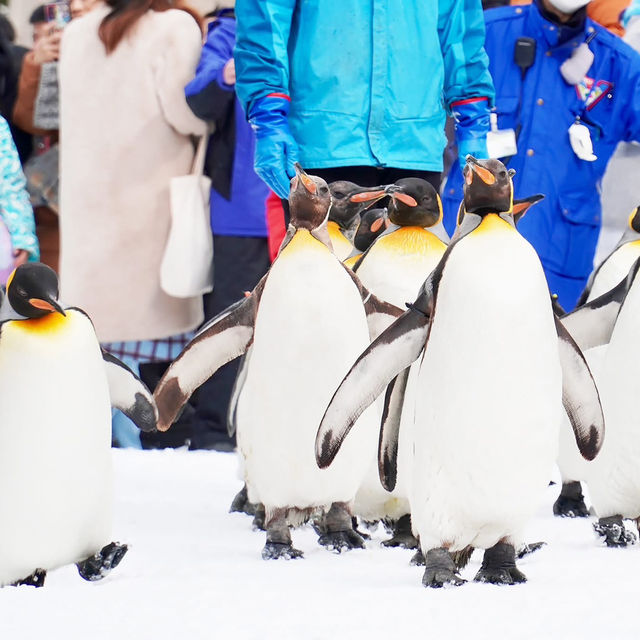 สวนสัตว์อาซาฮิยามะ asahiyama zoo สวนสัตว์อาซาฮิยามะ asahiyama zoo