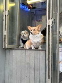 เซี่ยงไฮ้แบบไม่มีแพลน เน้นชิล 🎄✨