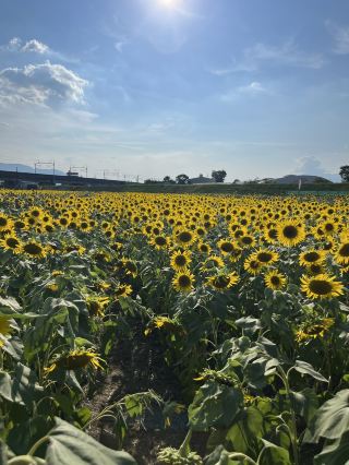 【岐阜】夏季限定絕美向日葵花海