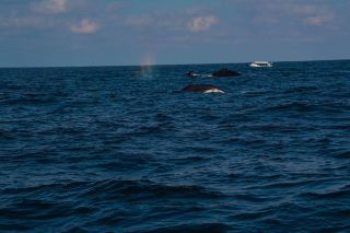 A Full Ocean Day from Wildlife Watching to the Coast