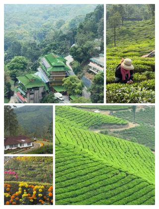 #bucketlistdestinations 
🌿 Explore Munnar – Kerala’s Green Paradise 🇮🇳

Nestled in the Western Ghats of Kerala, Munnar is a refreshing escape filled with rolling tea plantations, misty mountains, waterfalls and cool mountain air.

🍃 Walk Through Tea Gardens
Explore endless green tea estates and visit the Tata Tea Museum to learn about Munnar's tea-making heritage.

🏔️ Chokramudi & Mountain Views
Wake up to mist-covered hills and breathtaking views across the Western Ghats.

💦 Visit Waterfalls
Stop at places like Attukad Waterfalls and enjoy the beauty of Kerala's lush landscape.

🌄 Top Station
One of Munnar's most famous viewpoints, offering spectacular panoramic views of the surrounding mountains and valleys.

🌲 Eravikulam National Park
Explore the natural beauty of the Western Ghats and look out for the region's unique wildlife and the famous Nilgiri tahr.

🌿 Mattupetty Dam & Echo Point
Enjoy scenic views, boating and peaceful moments surrounded by mountains and forests.

☕ Taste Kerala
Enjoy hot tea, local Kerala dishes, fresh spices and delicious snacks while exploring the hill station.

✨ Best Experiences in Munnar

🍃 Tea plantation walks
🏔️ Mountain viewpoints
💦 Waterfalls
🚤 Boating
🌲 Wildlife & nature
📸 Misty mountain photography
☕ Freshly brewed tea

💡 Travel Tip: Start sightseeing early to enjoy quieter viewpoints and better visibility before the afternoon mist arrives.

❤️ Munnar is perfect for couples, families, nature lovers and anyone looking for a peaceful mountain getaway.

🌿 Breathe the mountain air. Walk through the tea gardens. Discover Munnar. 🇮🇳

#Munnar  #Kerala  #ExploreMunnar  #KeralaTravel  #MunnarTrip  #GodsOwnCountry  #TravelIndia  #HillStation  #NatureTravel  #MunnarTourism #travel2026 