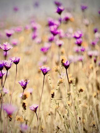 Laos Xieng Khouang Phou Bia Mossy Highland Shola Foresteasytravelpost