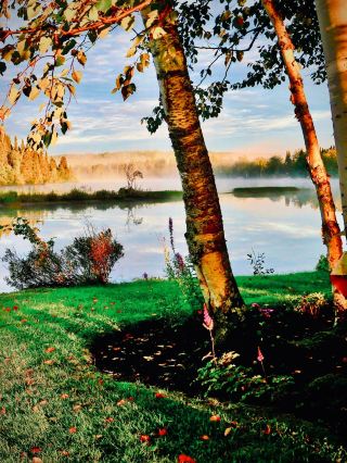 USA North Carolina Craggy Gardens Mossy Rhododendron Tunneleasytravelpost