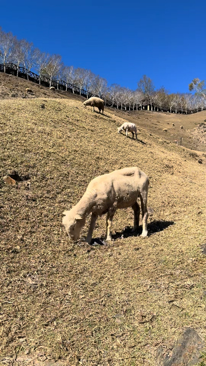 Taiwan’s Little New Zealand Is Up in the Mountains
