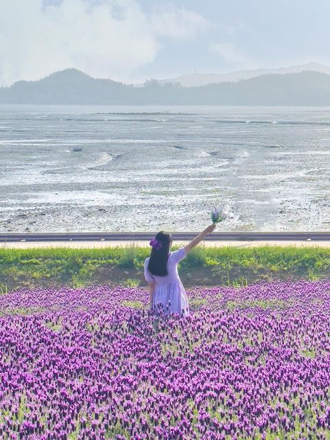 보랏빛 라벤더로 가득찬 퍼플섬, 박지도💜 