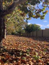 Walk with the rhythm of autumn……