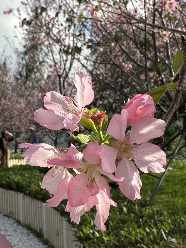 香港櫻花海岸🌸比得上日本櫻花🌸